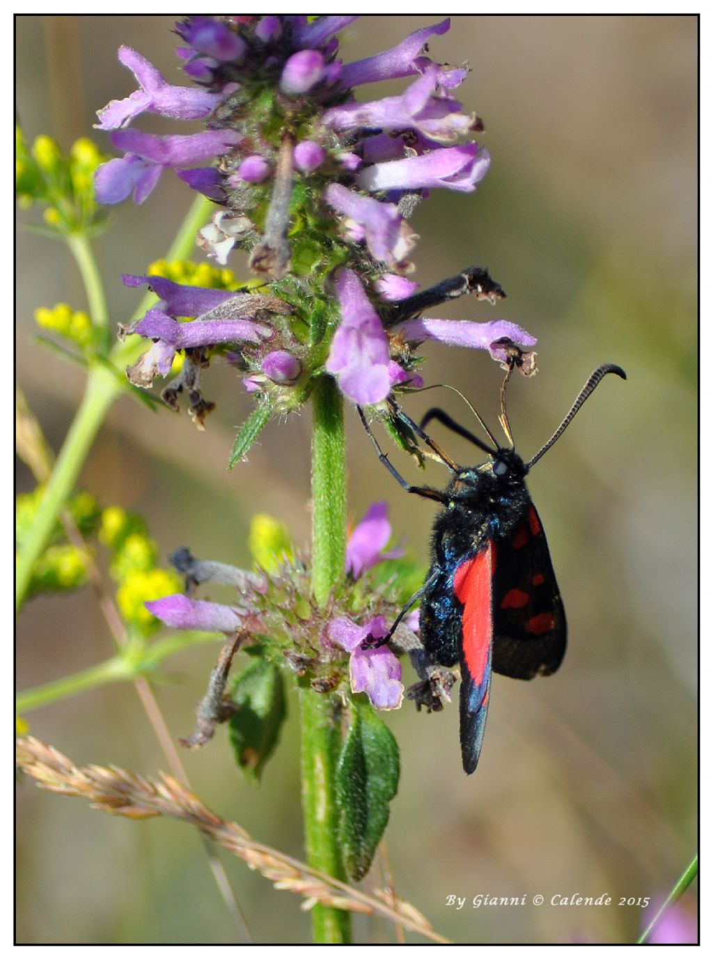 Zygaena filipendulae